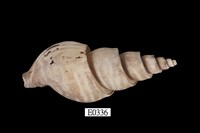 藏品(峨螺)的圖片